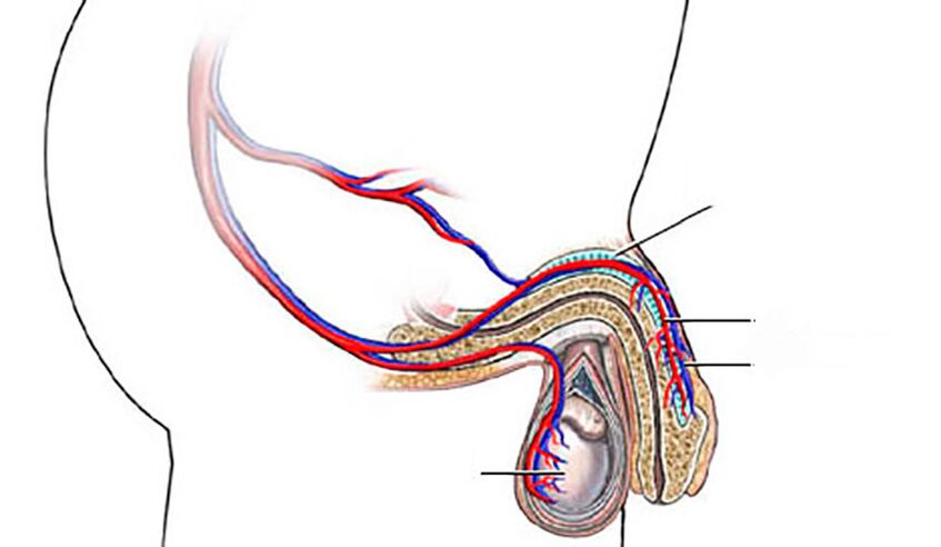 структура на пенисот