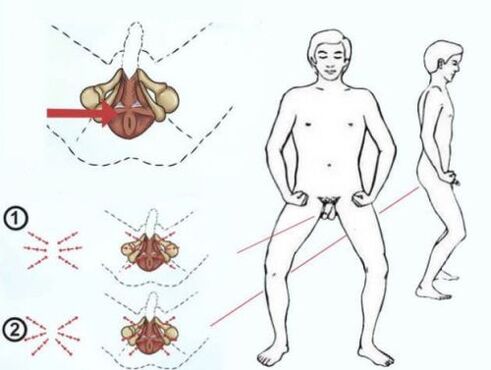 Локацијата на Кегеловиот мускул и техниката за зголемување на неговиот тон