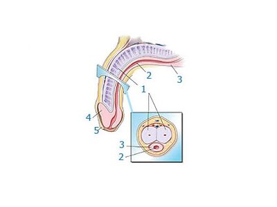 структурата на пенисот